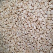 农产品批发大蒜价格与市场分析