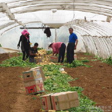 农产品薯粉的市场行情与批发选购指南