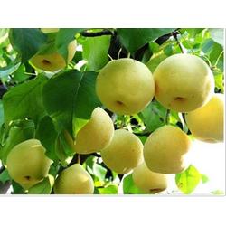 安阳市农产品批发与供应链解析 多源渠道助力高效流通