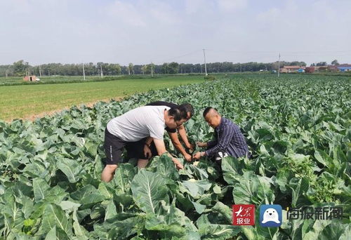 源头把控铸就品质丰碑——山东强盛集团临沂市场赴蔬菜基地考察调研纪实
